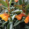 Goldfish Hybrid Live Plant – Columnea Hybrid – 2-4" Tall in 3-4" Pot – Trailing Tropical Houseplant - Image 1