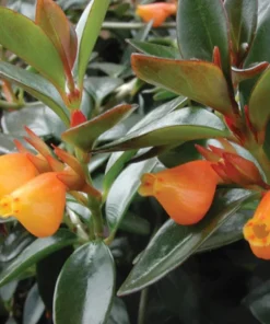 Goldfish Hybrid Live Plant – Columnea Hybrid – 2-4