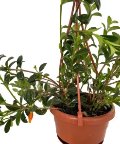 Goldfish Plant Live - Nematanthus Glabra - 4" Mini Hanging Basket - Indoor/Outdoor - Image 2