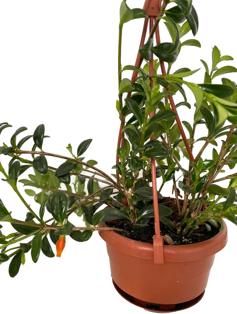Goldfish Plant Live - Nematanthus Glabra - 4" Mini Hanging Basket - Indoor/Outdoor - Image 2