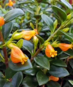 Goldfish Plant Live - Nematanthus Glabra - 4
