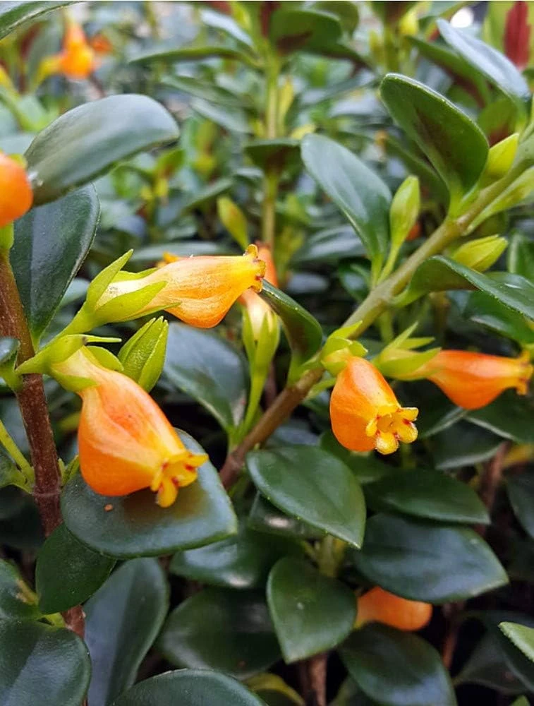 Goldfish Plant Live - Nematanthus Glabra - 4" Mini Hanging Basket - Indoor/Outdoor - Image 3