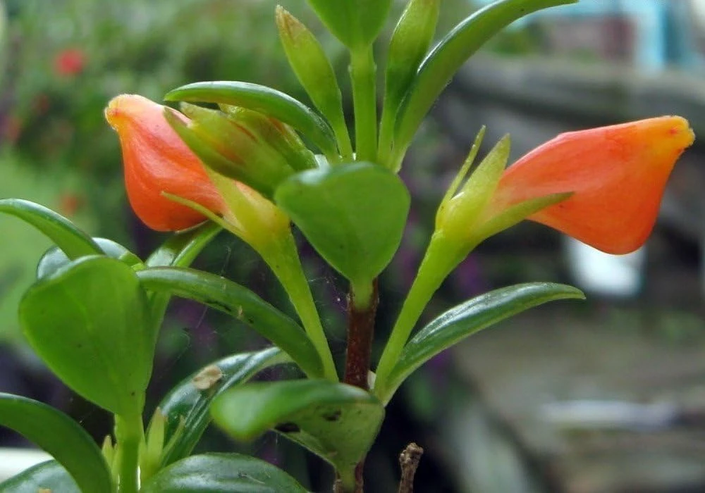 Goldfish Plant Live - Nematanthus Glabra - 4" Mini Hanging Basket - Indoor/Outdoor - Image 4