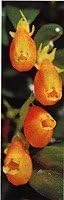 Goldfish Plant Live - Nematanthus Glabra - 4" Mini Hanging Basket - Indoor/Outdoor - Image 5