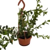 Goldfish Plant Live - Nematanthus Glabra - 4" Mini Hanging Basket - Indoor/Outdoor - Image 1
