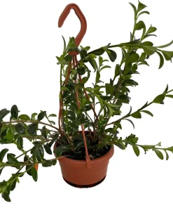 Goldfish Plant Live - Nematanthus Glabra - 4