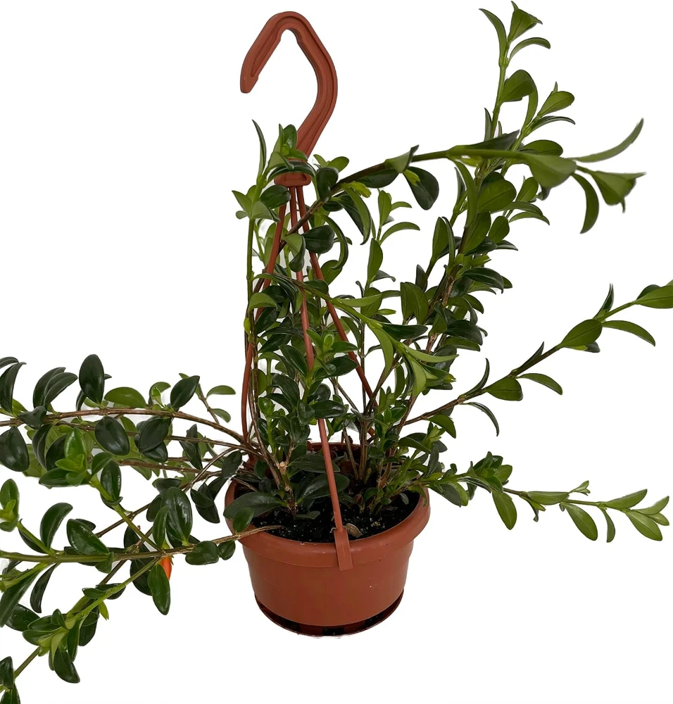 Goldfish Plant Live - Nematanthus Glabra - 4" Mini Hanging Basket - Indoor/Outdoor - Image 1