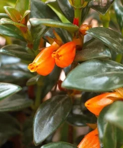 Goldfish Plant Live - Orange Nematanthus Gregarius - 3-6" Tall in 3-4" Pot - Trailing Houseplant - Image 2