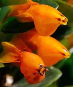 Goldfish Plant Live - Orange Nematanthus Gregarius - 3-6