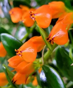 Goldfish Plant Live - Orange Nematanthus Gregarius - 3-6