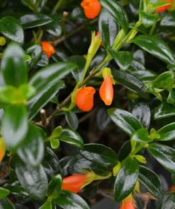 Goldfish Plant Live - Orange Nematanthus Gregarius - 3-6
