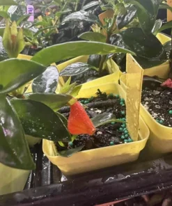 Goldfish Plant Live - Orange Nematanthus Gregarius - 3-6