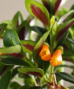 Goldfish Plant Live - Orange Nematanthus Gregarius - 3-6