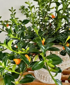 Goldfish Plant Live - Orange Nematanthus Gregarius - 3-6
