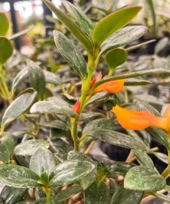 Goldfish Plant Live - Orange Nematanthus Gregarius - 3-6