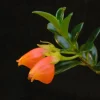Goldfish Plant Live - Orange Nematanthus Gregarius - 3-6" Tall in 3-4" Pot - Trailing Houseplant - Image 1