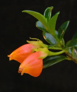 Goldfish Plant Live - Orange Nematanthus Gregarius - 3-6
