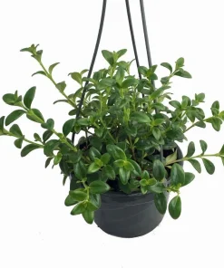 Goldfish Plant Live Plant – 6
