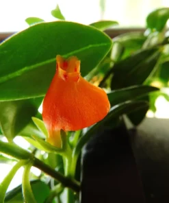 Goldfish Plant Live Plant – 6