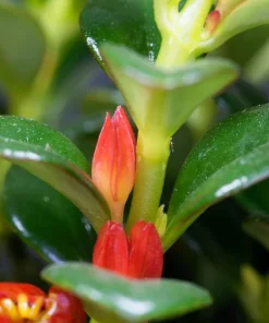 Goldfish Plant Live Plant – 6