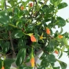 Goldfish Plant Live Plant – 6" Hanging Basket – Indoor Flowering Plant - Image 1