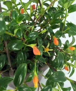Goldfish Plant Live Plant – 6