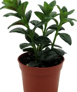 Goldfish Plant (Nematanthus gregarius) Live Plant – 2.5