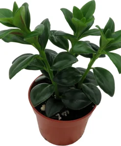 Goldfish Plant (Nematanthus gregarius) Live Plant – 2.5