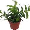 Goldfish Plant (Nematanthus gregarius) Live Plant – 2.5" Pot – Indoor Flowering Houseplant - Image 1