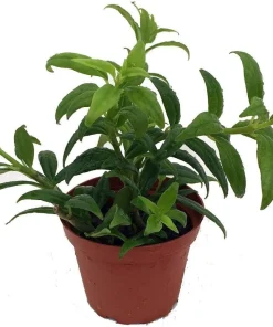 Goldfish Plant (Nematanthus gregarius) Live Plant – 2.5