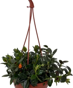 Goldfish Plant Nematanthus Live Plant – 6 Inch Hanging Basket – Blooms Frequently – Indoor - Image 2