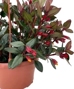 Goldfish Plant Nematanthus Live Plant – 6 Inch Hanging Basket – Blooms Frequently - Image 2