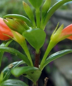 Goldfish Plant Nematanthus Live Plant – 6 Inch Hanging Basket – Blooms Frequently – Indoor - Image 3
