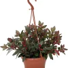 Goldfish Plant Nematanthus Live Plant – 6 Inch Hanging Basket – Blooms Frequently - Image 1