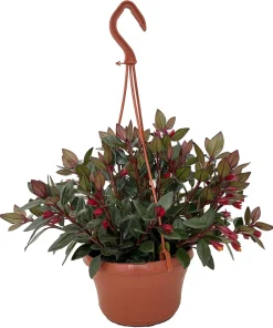 Goldfish Plant Nematanthus Live Plant – 6 Inch Hanging Basket – Blooms Frequently - Image 1