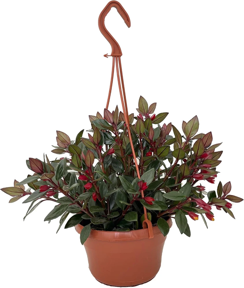 Goldfish Plant Nematanthus Live Plant – 6 Inch Hanging Basket – Blooms Frequently - Image 1