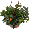 Goldfish Plant Nematanthus Live Plant – 6 Inch Hanging Basket – Blooms Frequently – Indoor - Image 1