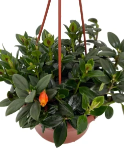 Goldfish Plant Nematanthus Live Plant – 6 Inch Hanging Basket – Blooms Frequently – Indoor - Image 1