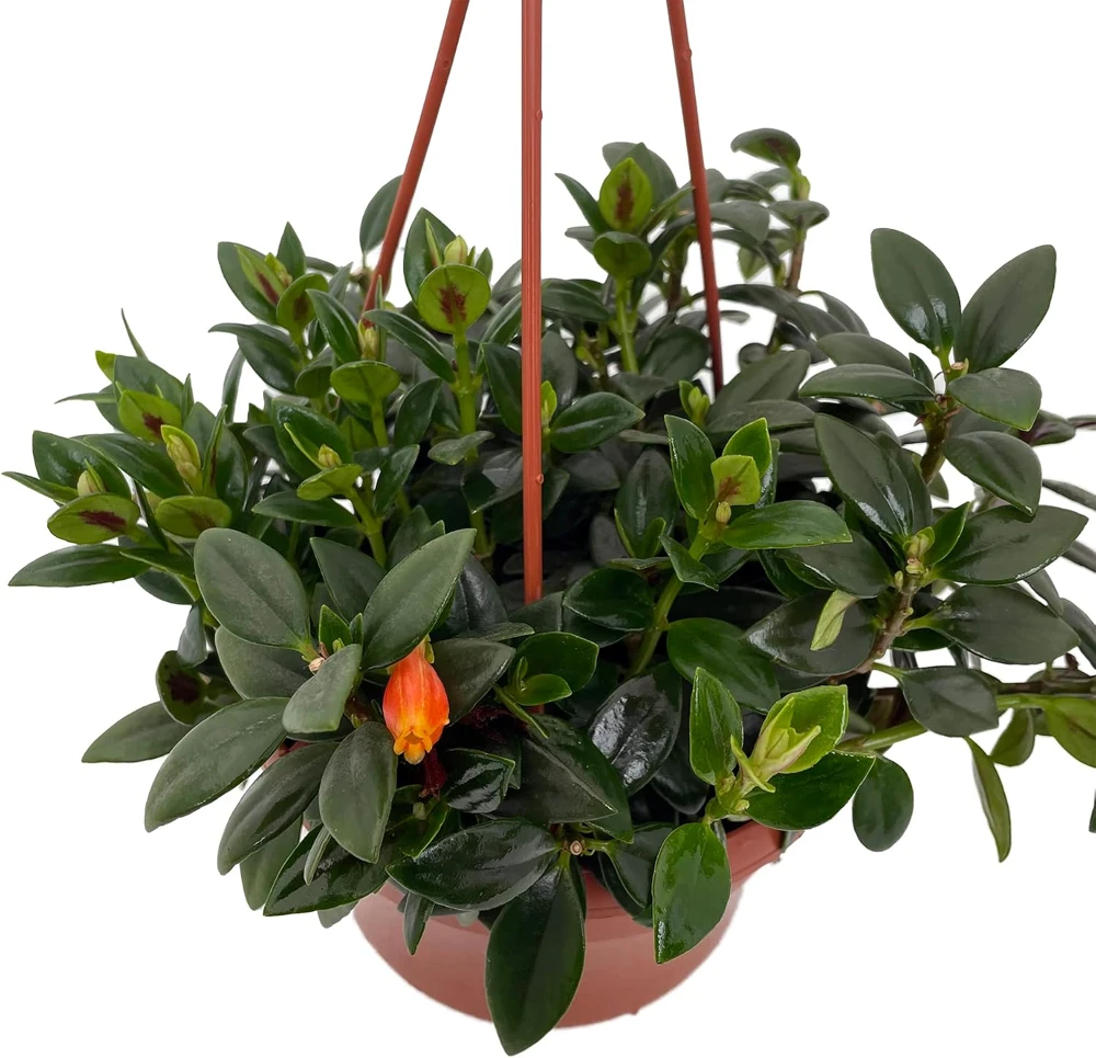 Goldfish Plant Nematanthus Live Plant – 6 Inch Hanging Basket – Blooms Frequently – Indoor - Image 1