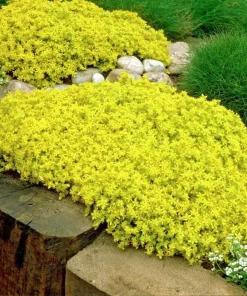 Goldmoss Sedum Live Plant - Stonecrop Succulent - Sedum sexangulare - 2.5 inch Pot - Outdoor Ground Cover - Image 2