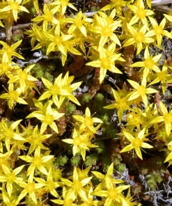 Goldmoss Sedum Live Plant - Stonecrop Succulent - Sedum sexangulare - 2.5 inch Pot - Outdoor Ground Cover - Image 3