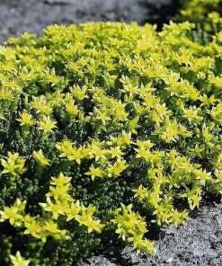 Goldmoss Sedum Live Plant - Stonecrop Succulent - Sedum sexangulare - 2.5 inch Pot - Outdoor Ground Cover - Image 4