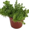 Goldmoss Sedum Live Plant - Stonecrop Succulent - Sedum sexangulare - 2.5 inch Pot - Outdoor Ground Cover - Image 1