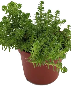Goldmoss Sedum Live Plant - Stonecrop Succulent - Sedum sexangulare - 2.5 inch Pot - Outdoor Ground Cover - Image 1