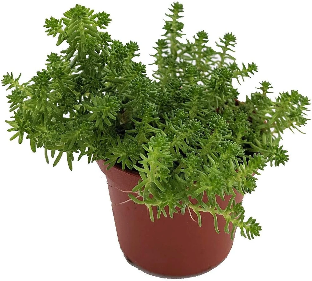 Goldmoss Sedum Live Plant - Stonecrop Succulent - Sedum sexangulare - 2.5 inch Pot - Outdoor Ground Cover - Image 1