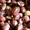 Good Mother Stallard Pole Bean Seeds - 50 Heirloom Seeds - Productive - Image 1