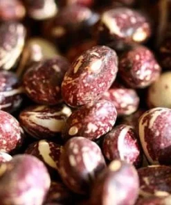 Good Mother Stallard Pole Bean Seeds - 50 Heirloom Seeds - Productive - Image 1