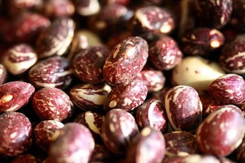 Good Mother Stallard Pole Bean Seeds - 50 Heirloom Seeds - Productive - Image 1