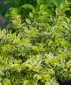 Good Vibrations Privet Live Plant – 4" Pot – Ligustrum ovalifolium – Outdoor Shrub - Image 2