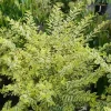 Good Vibrations Privet Live Plant – 4" Pot – Ligustrum ovalifolium – Outdoor Shrub - Image 1